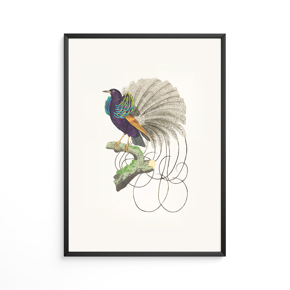 Skønheden på Grenen Plakat